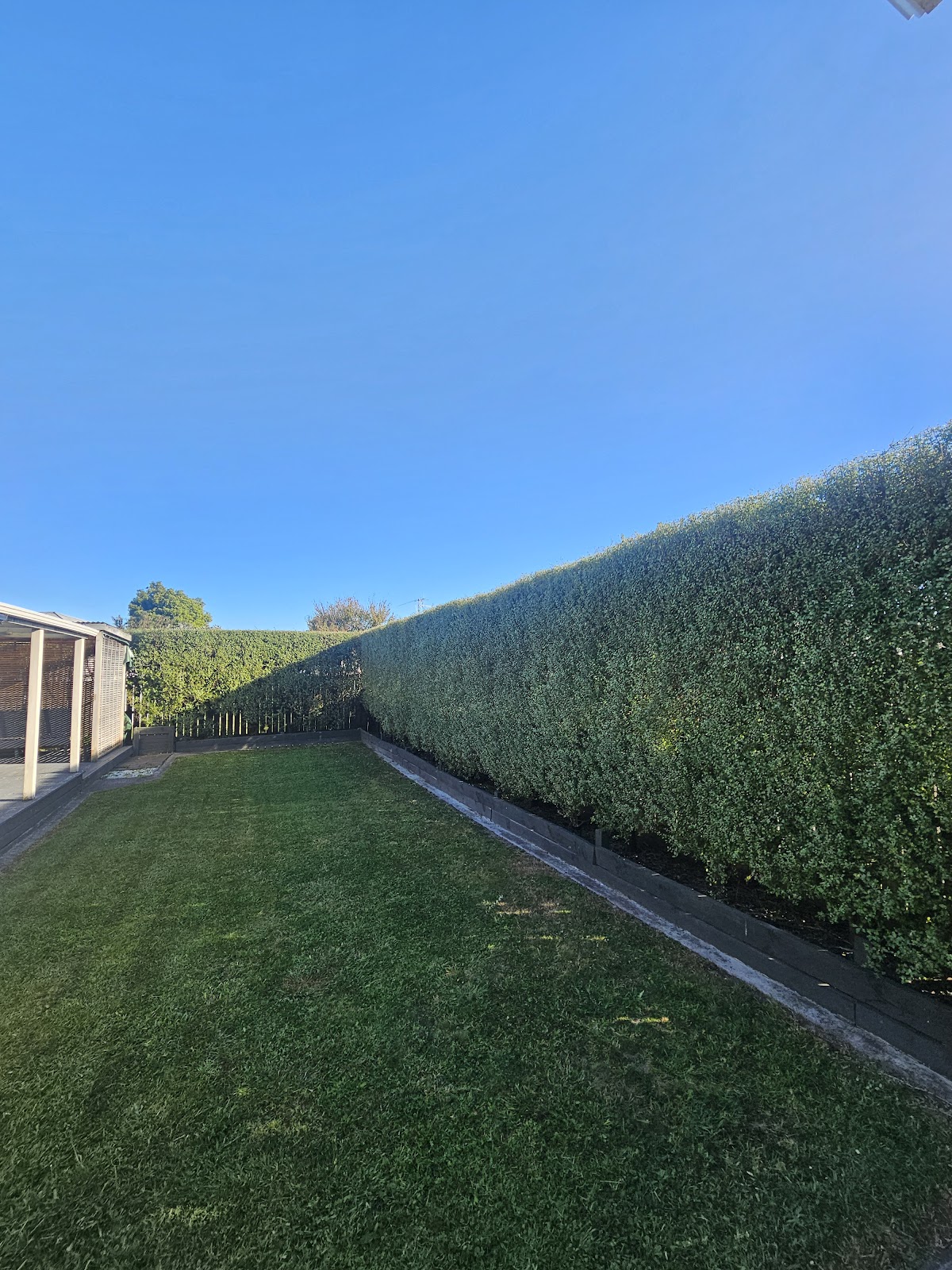 Freshly mowed backyard lawn with a tall, neatly trimmed hedge